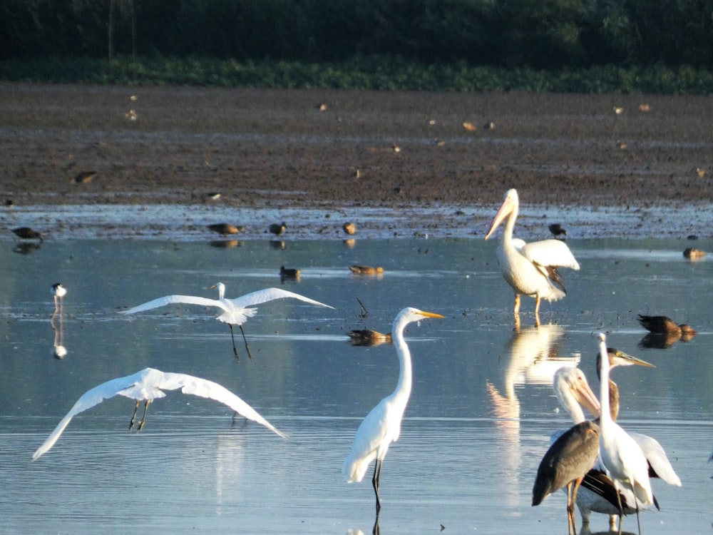 white birds on water during daytime