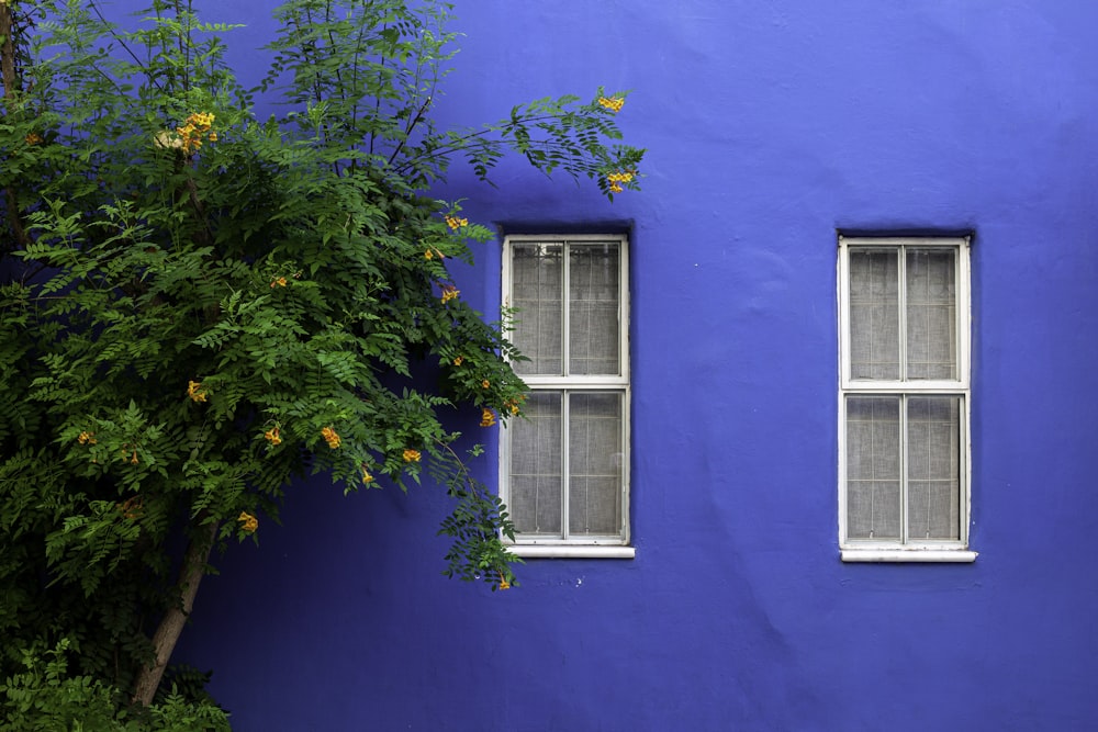 green tree beside blue painted wall