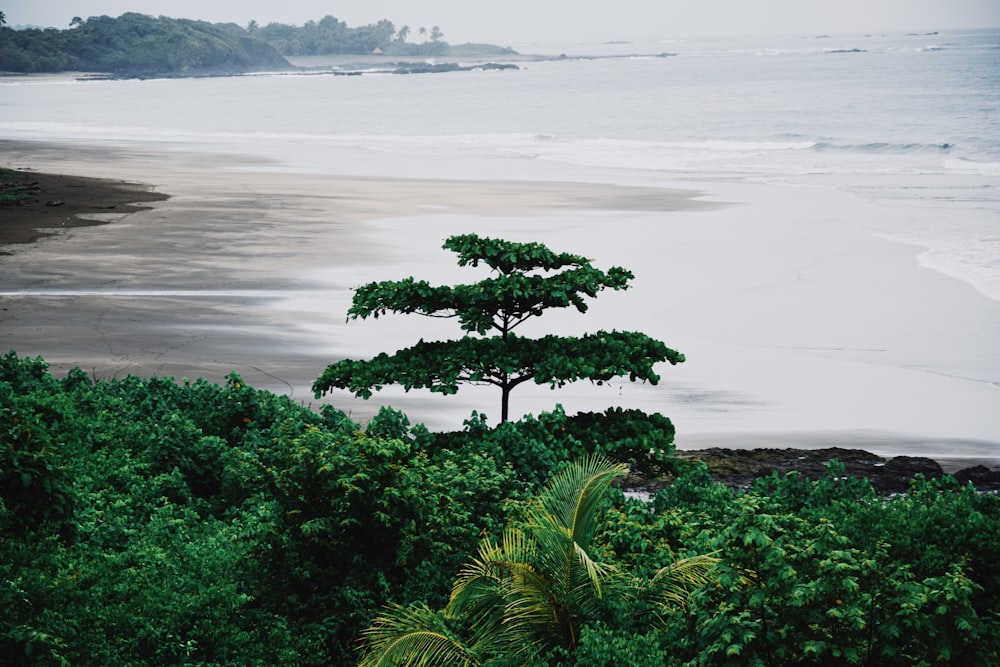 green trees near body of water during daytime