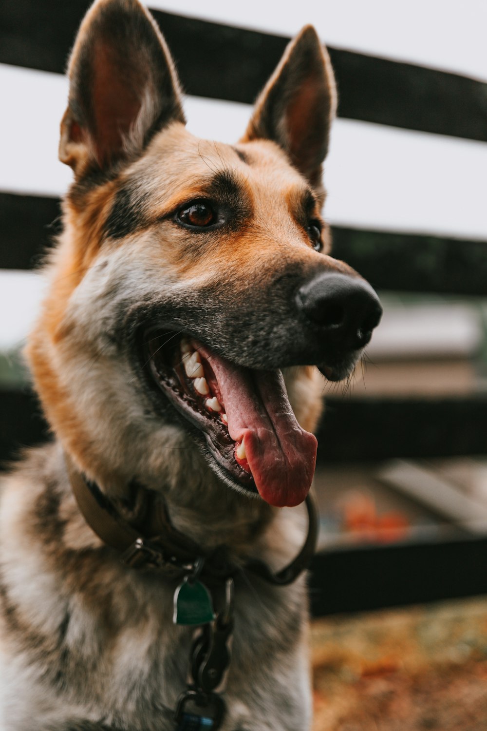 brown and black german shepherd