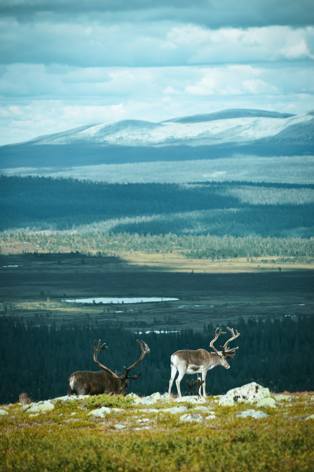 brown deer on green grass field during daytime