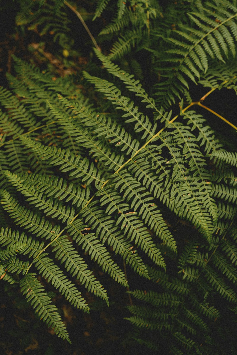 green fern plant in close up photography