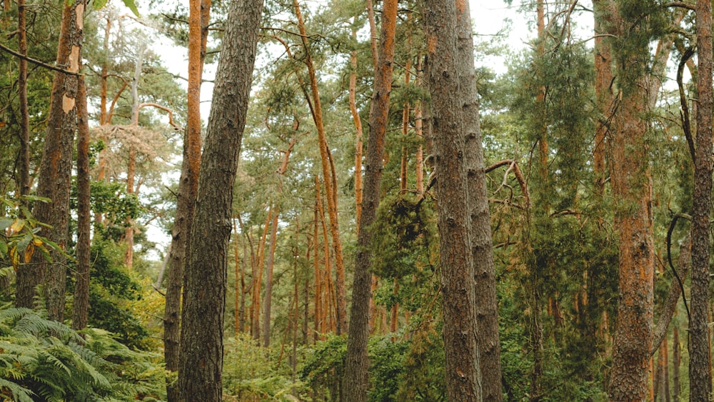 brown and green trees during daytime