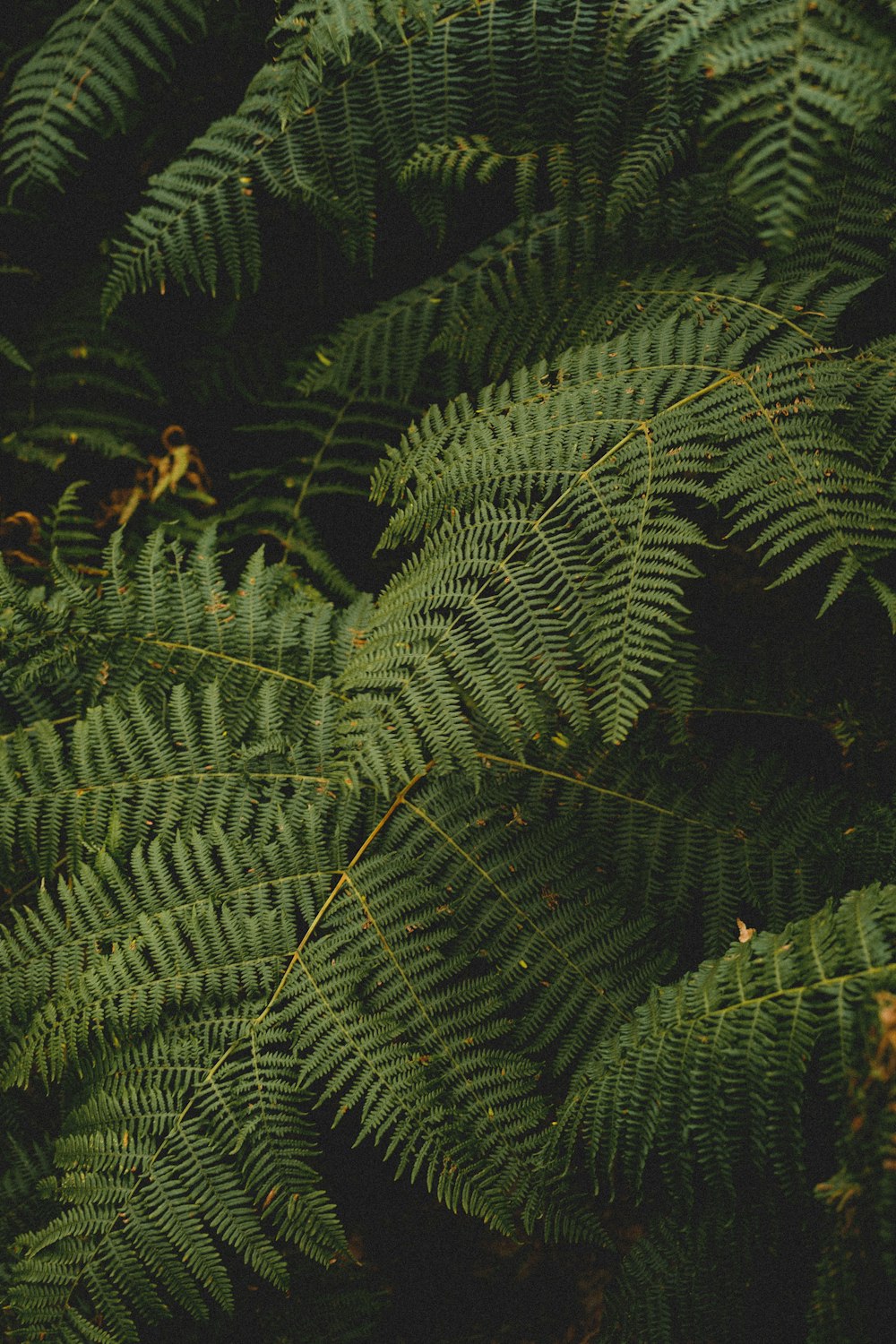 green fern plant during nighttime