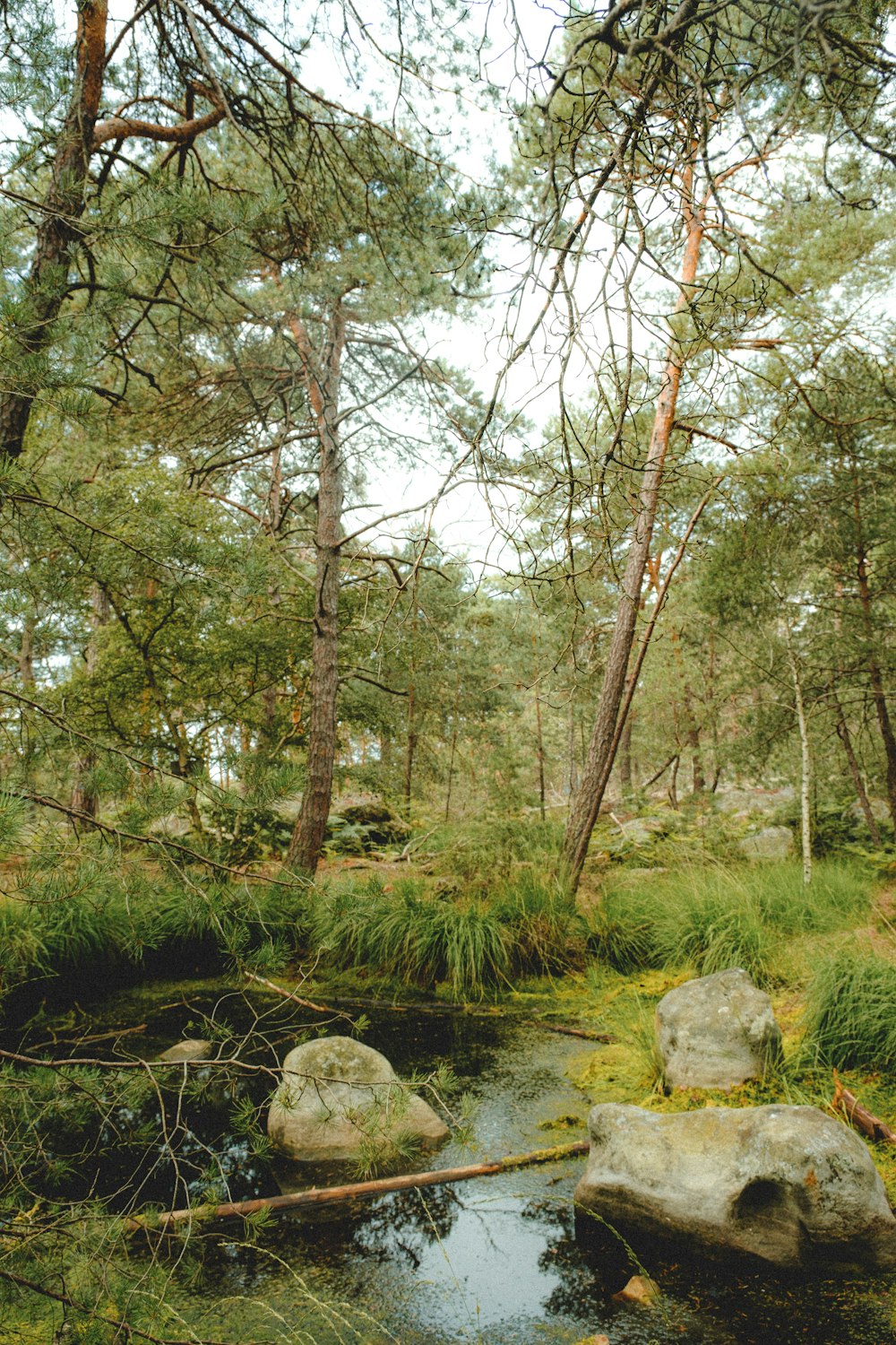 green trees on green grass field during daytime