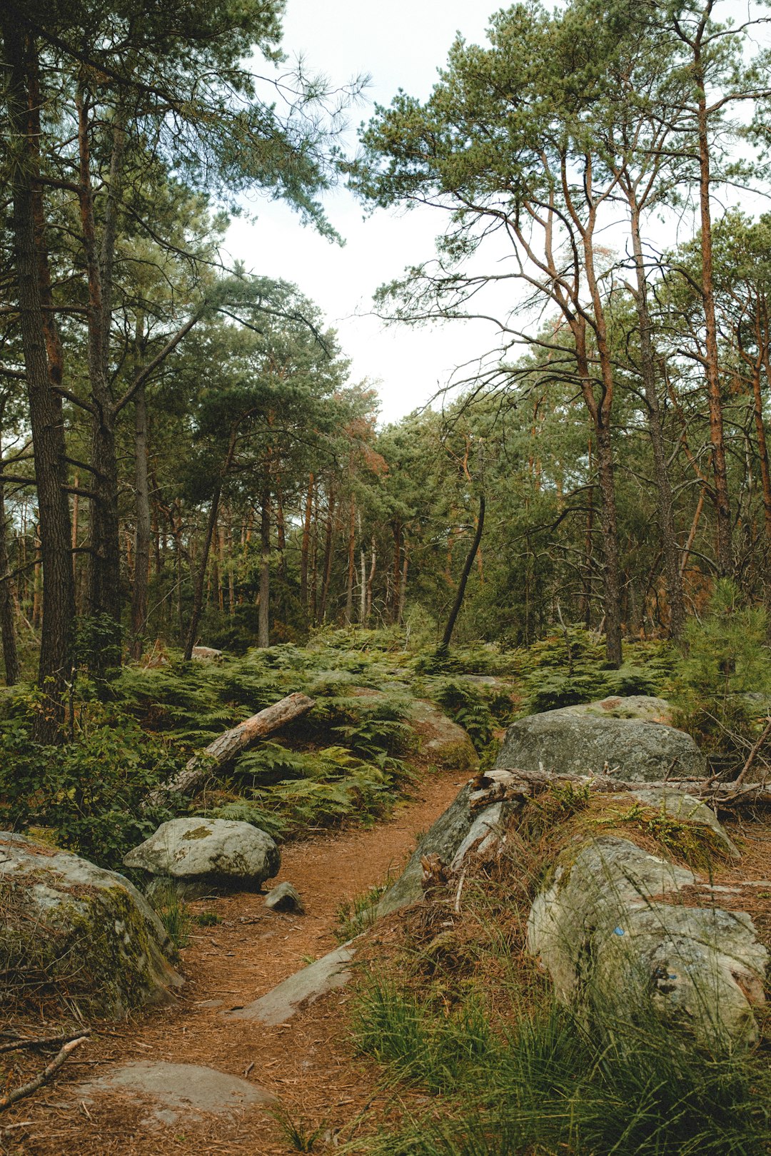 green trees on brown soil during daytime