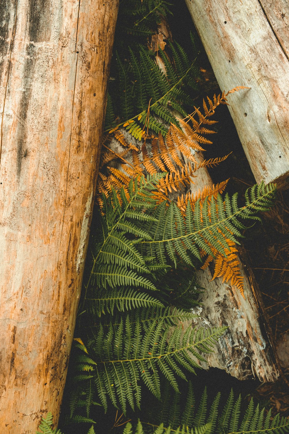 green fern plant beside brown tree trunk