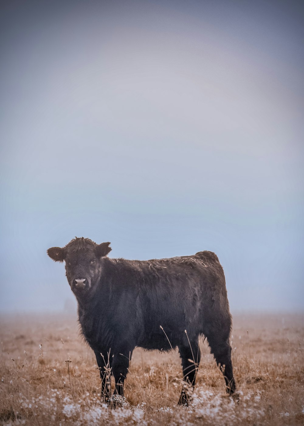 black cow on brown field under blue sky during daytime