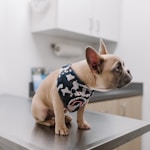 white french bulldog wearing blue and white polka dot shirt