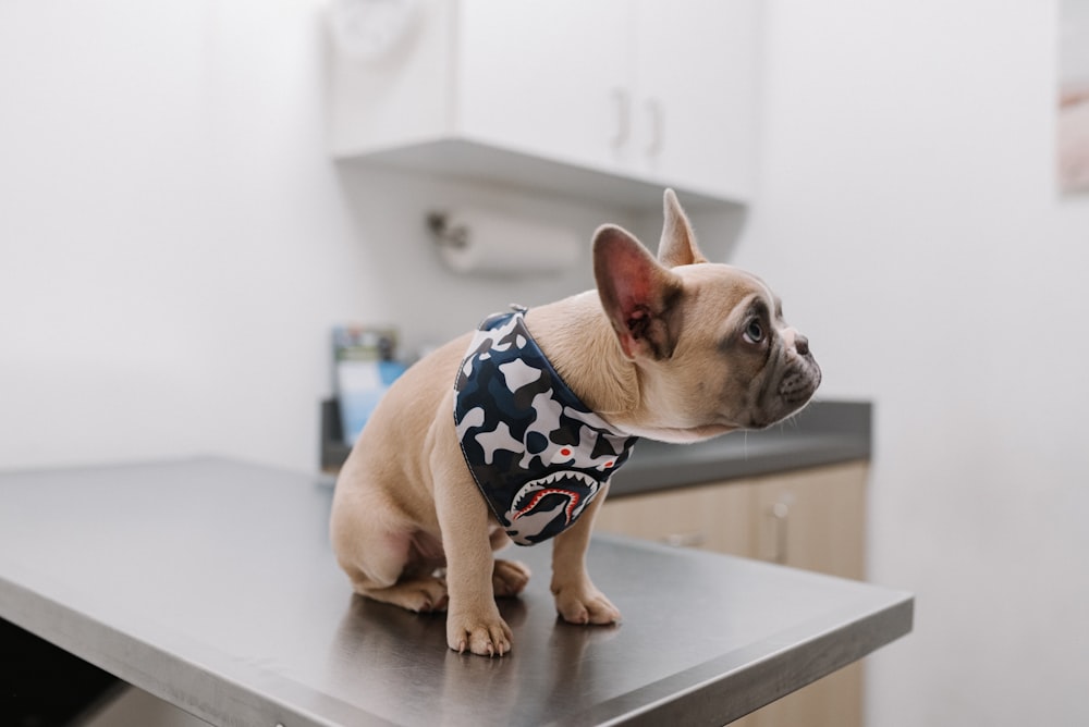 white french bulldog at the vet wearing blue and white polka dot shirt