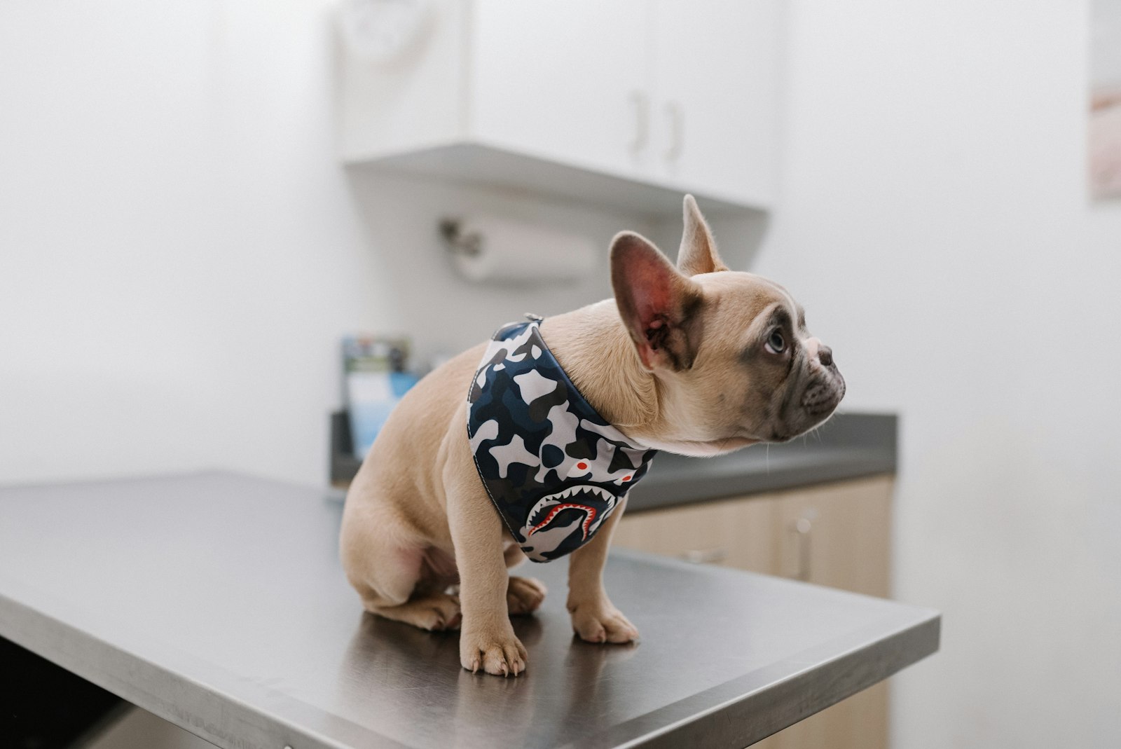 PawsUp Academy photo