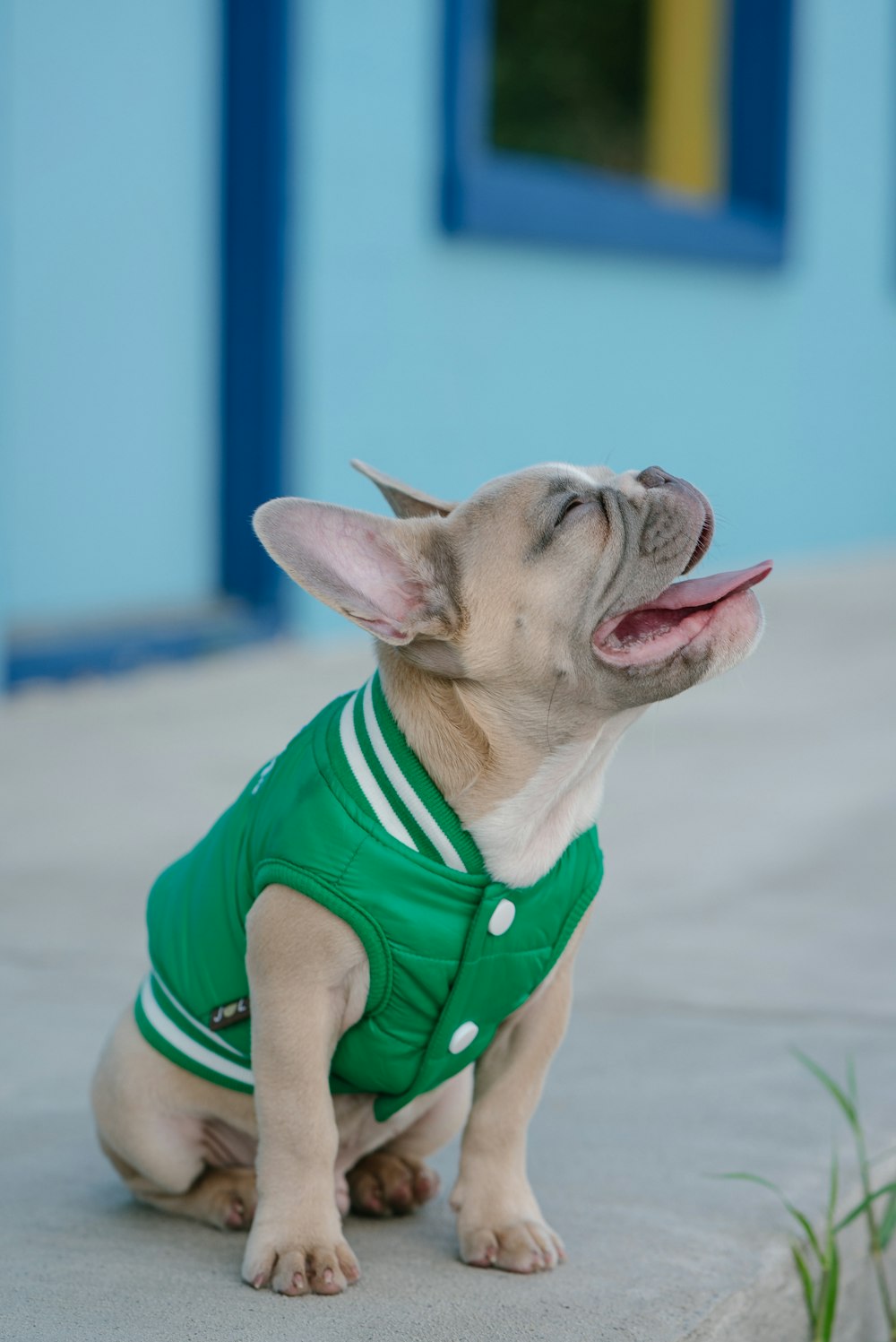 brown and white french bulldog wearing green shirt