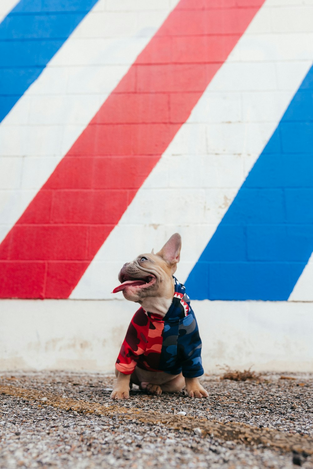 Perro de pelo corto marrón y blanco con camisa roja y azul