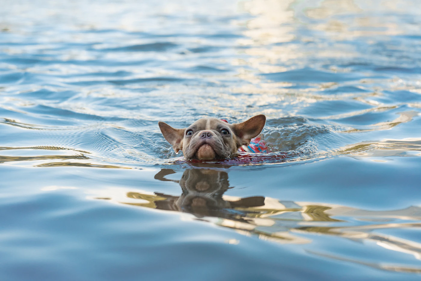 Perro marrón con un chaleco salvavidas de colores mientras nada al aire libre