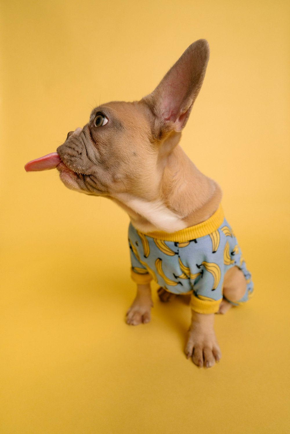 brown short coated small dog wearing blue and white polka dot shirt