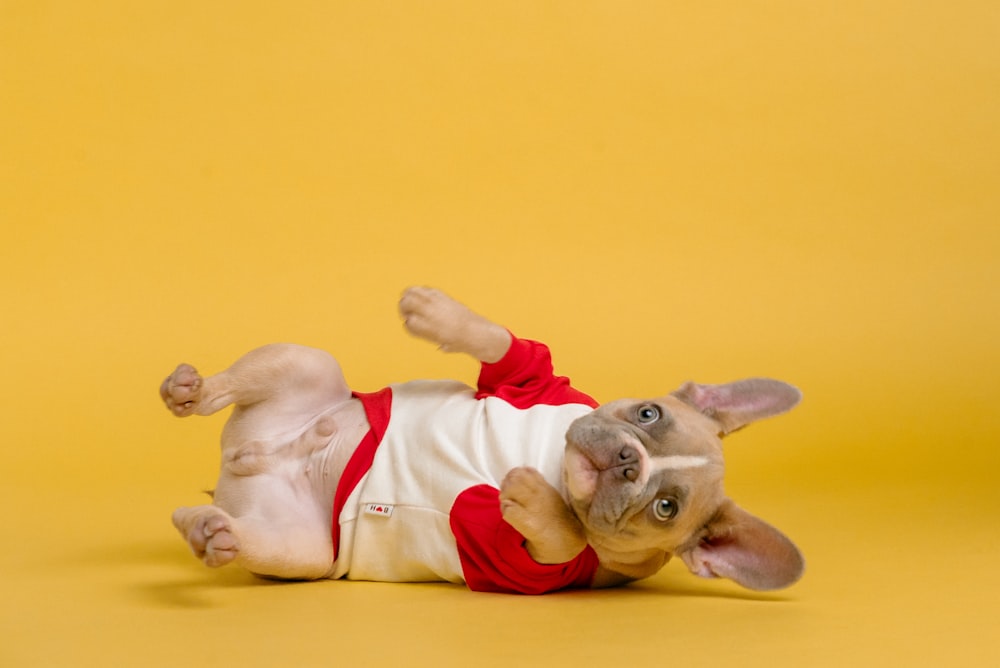 brown short coated dog wearing red and white shirt