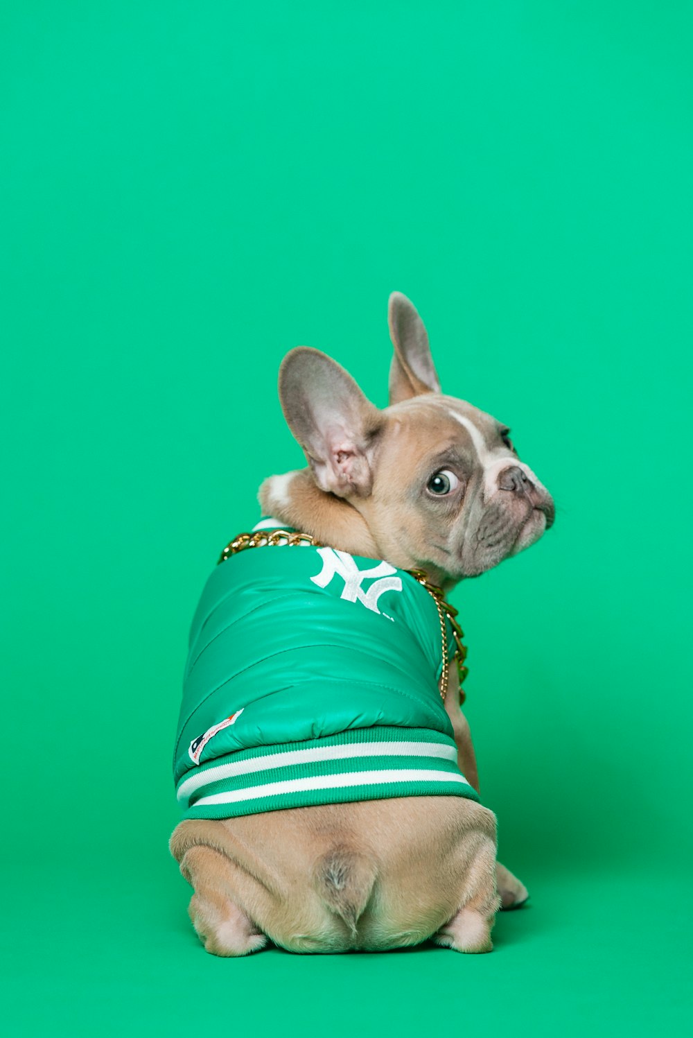 buldogue francês marrom na camisa azul