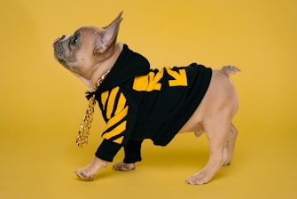 fawn pug wearing black and yellow batman costume