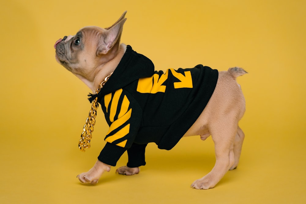 fawn pug wearing black and yellow batman costume