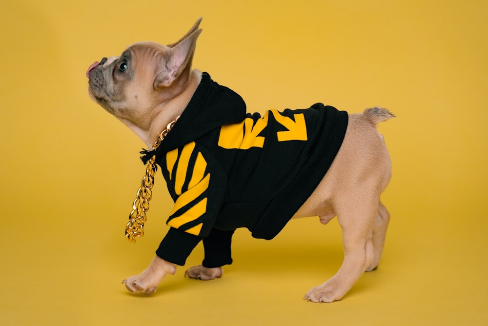 pug fulvo vestindo traje de batman preto e amarelo