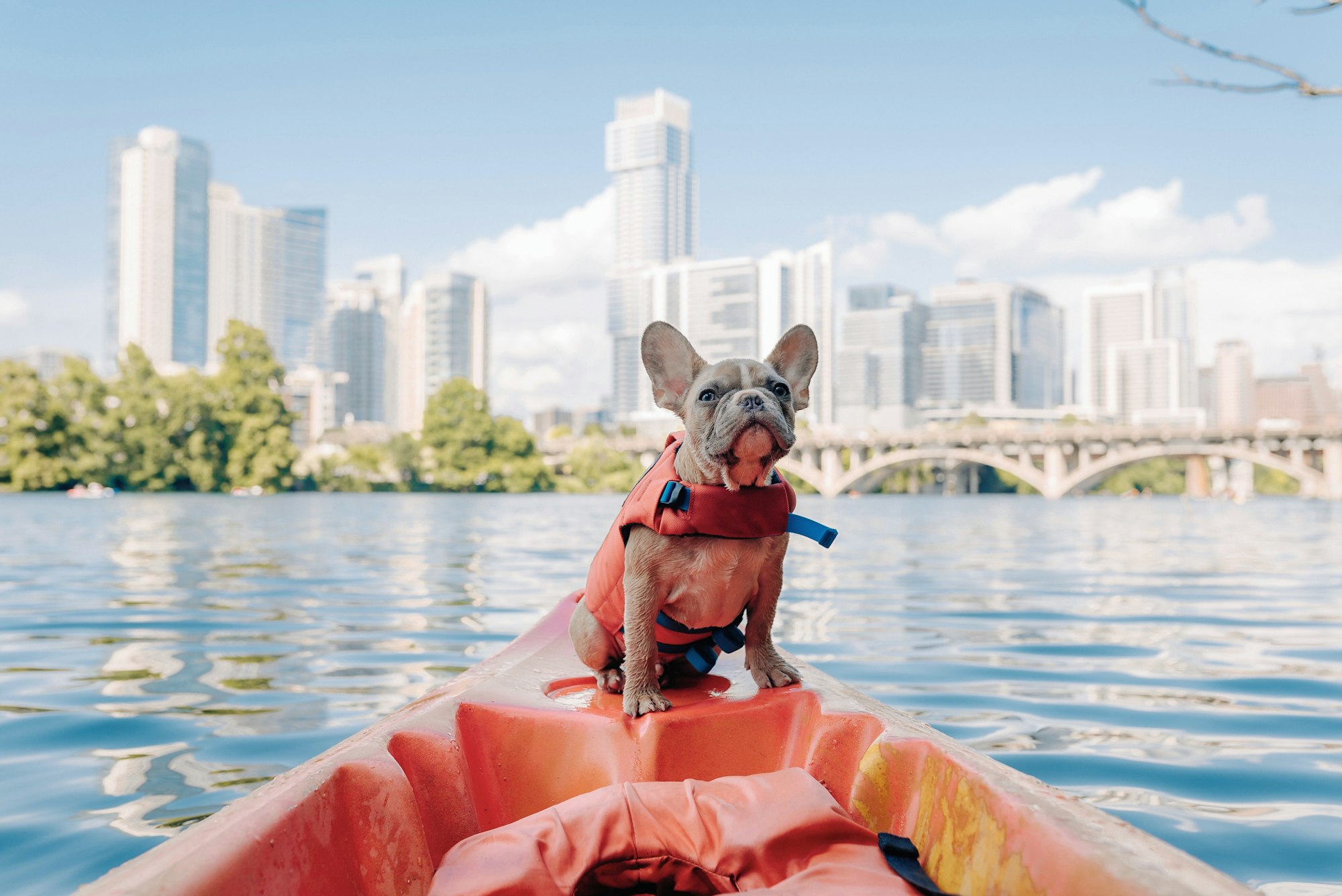 Dog at Lady Bird Lake, Austin TX@OurBudSpud