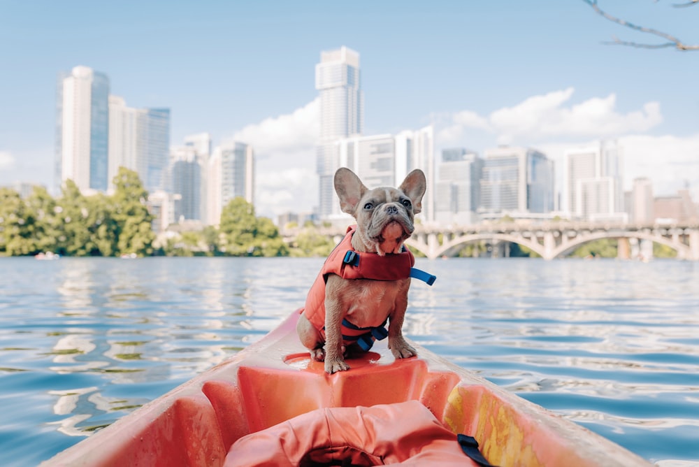 brown short coated dog on orange kayak