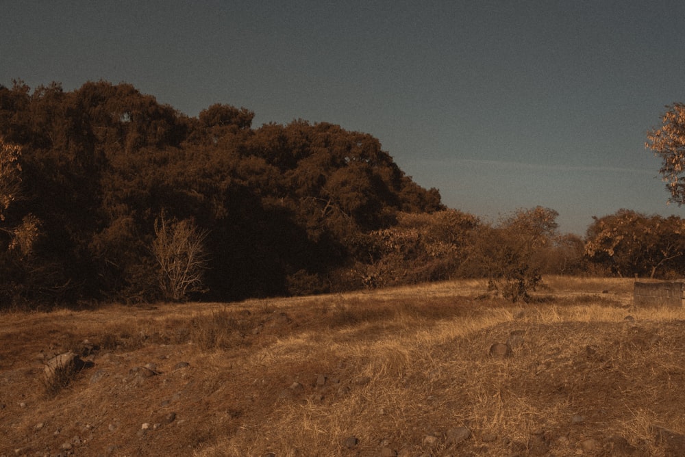 brown trees on brown grass field during daytime