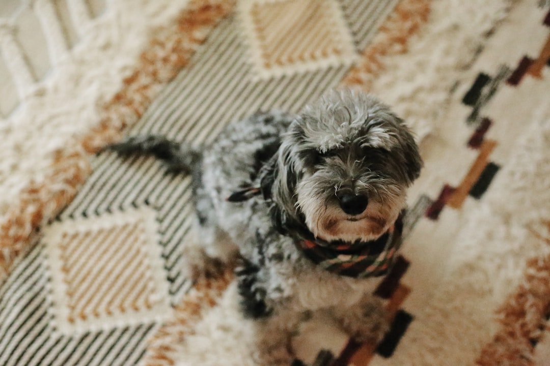 grey and white long coat small dog on brown and white stripe textile