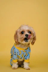 white long coated small dog wearing blue and white polka dot shirt