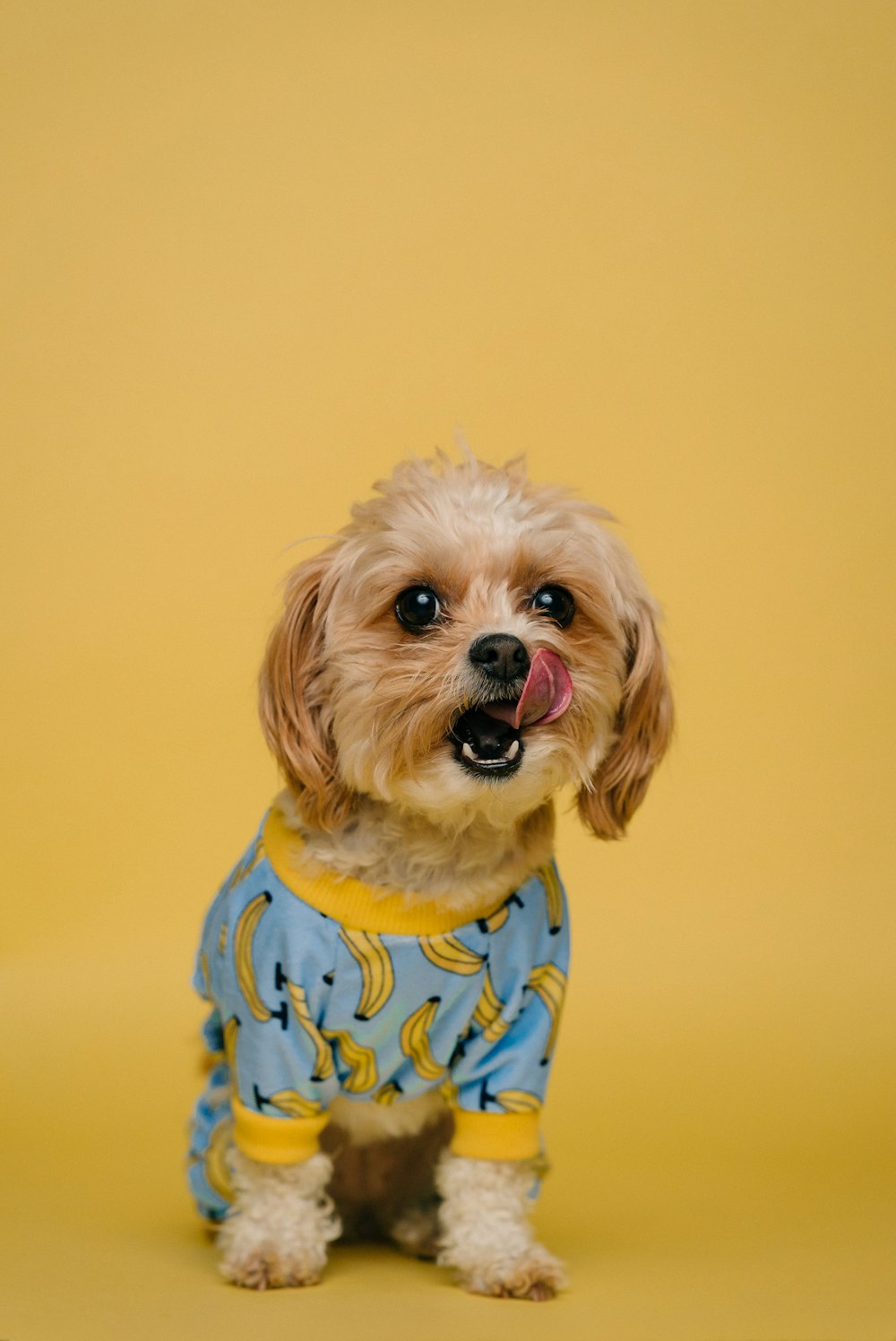 white long coated small dog wearing blue and white polka dot shirt