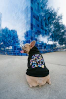 man in black shirt and brown short coated dog