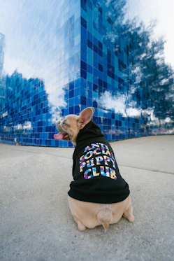 man in black shirt and brown short coated dog