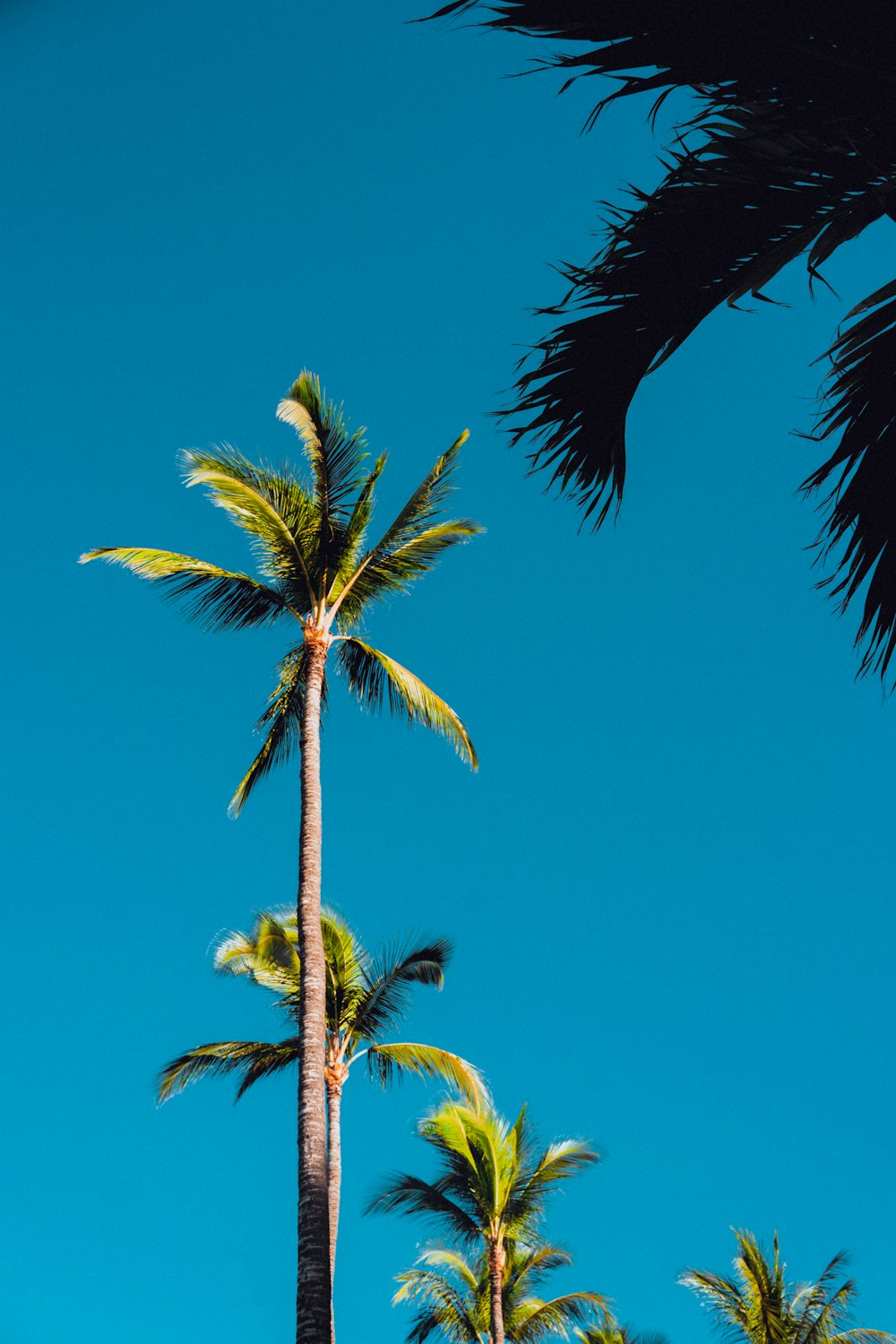 green palm tree under blue sky during daytime