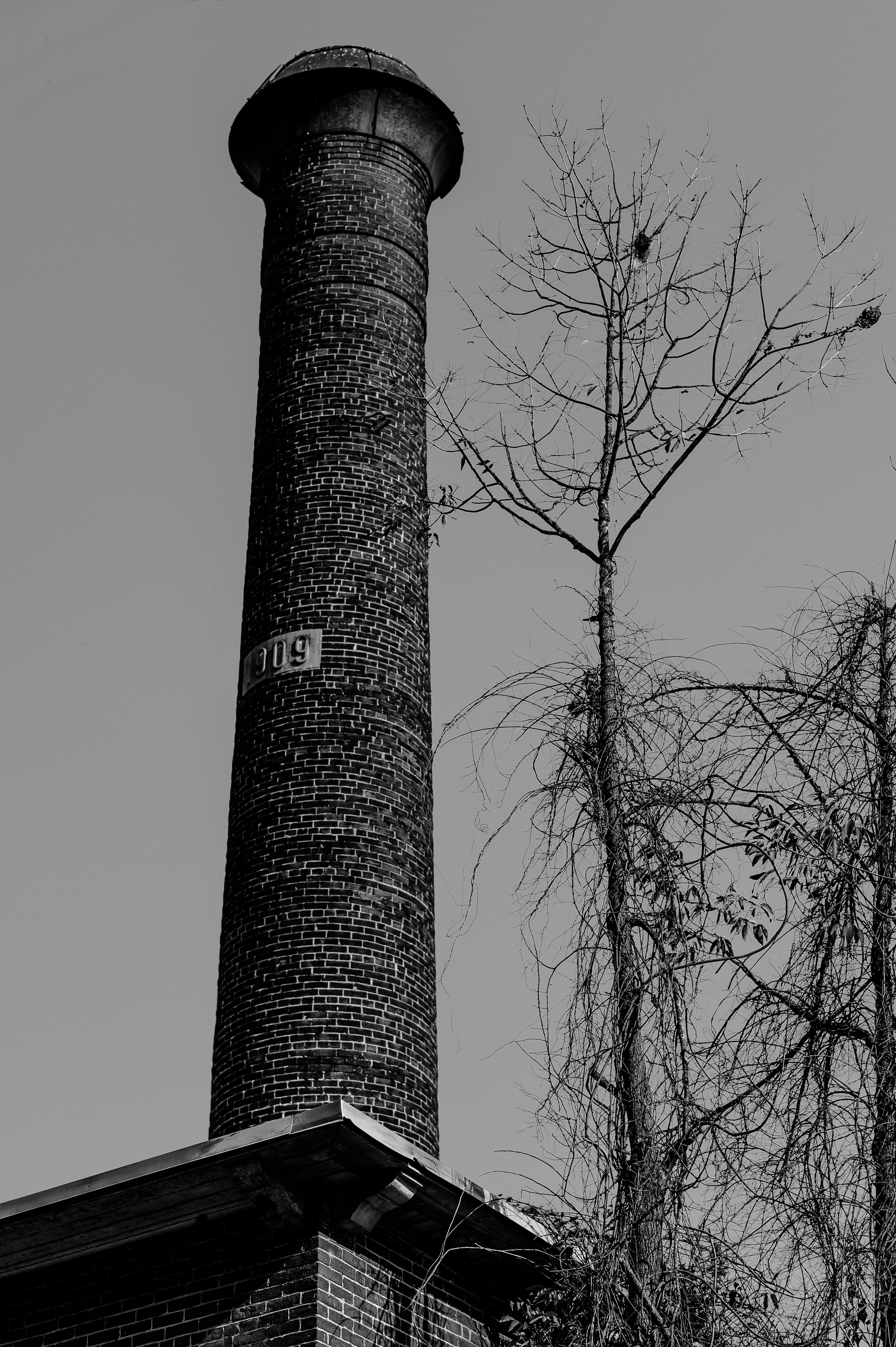 grayscale photo of bare trees