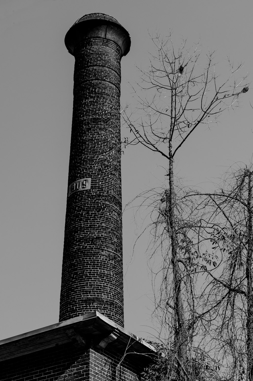 grayscale photo of bare trees