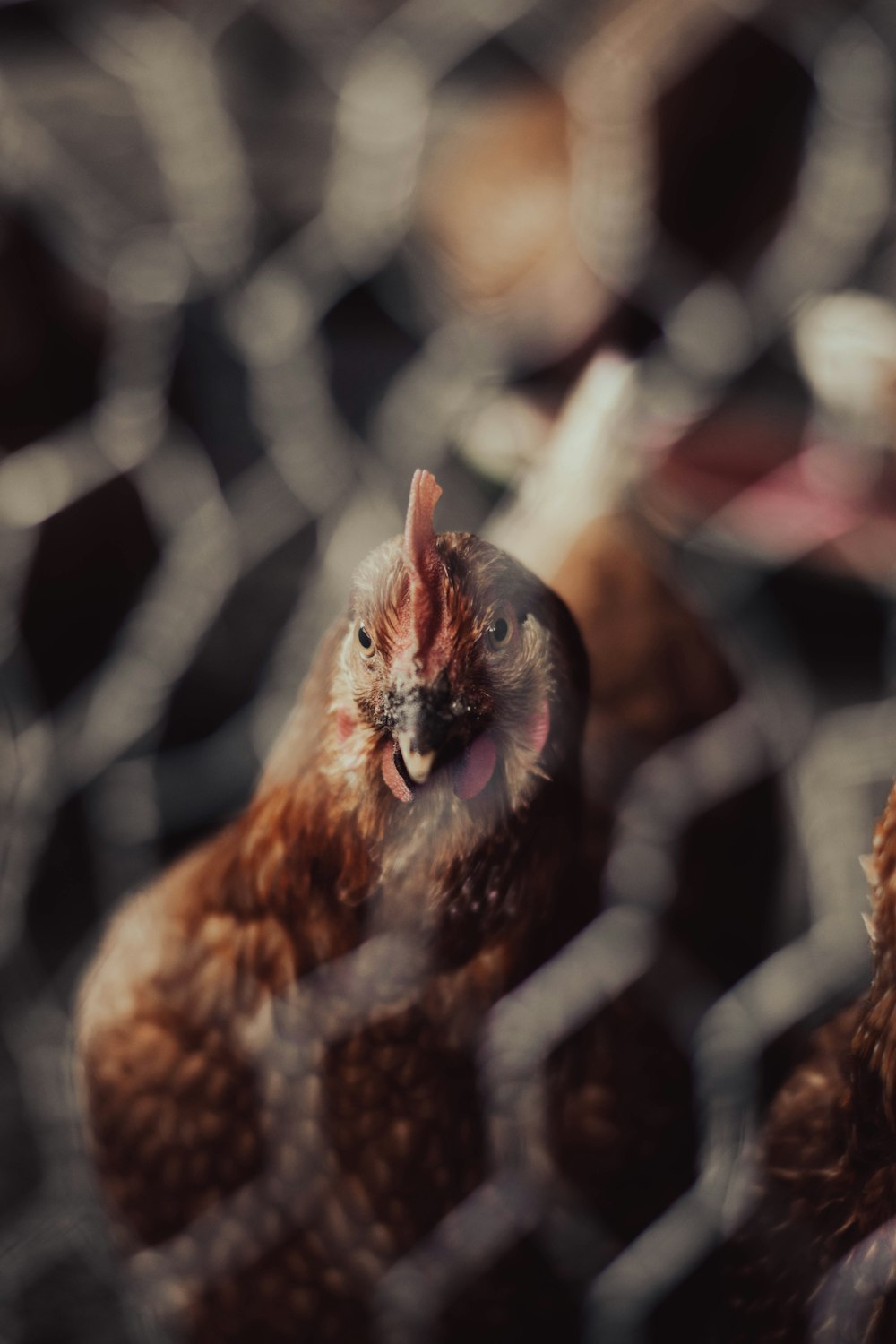 brown and black chicken on black metal fence during daytime