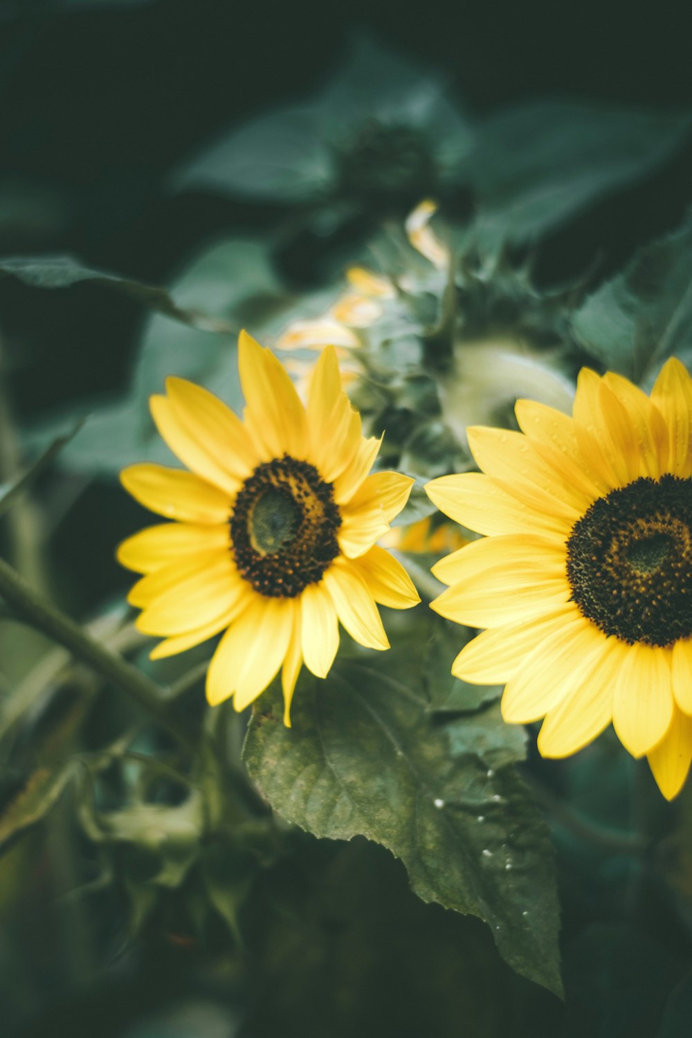 yellow sunflower in tilt shift lens