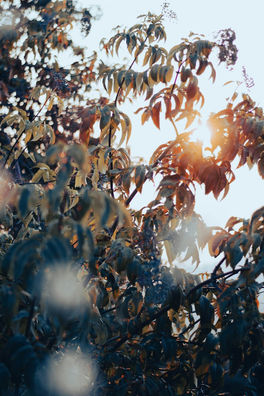 brown leaves tree during daytime