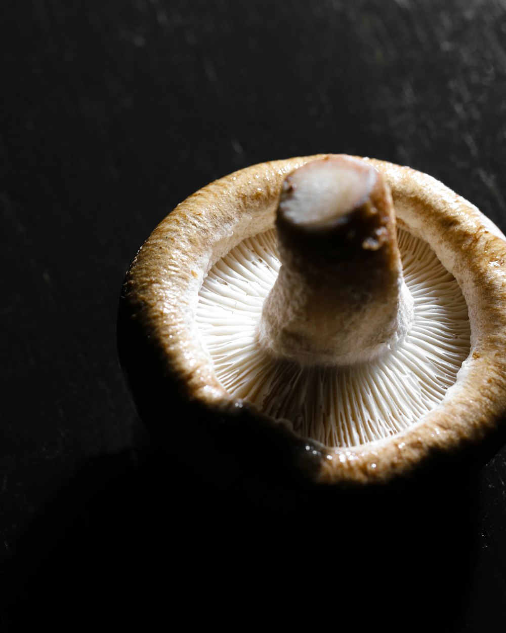 brown and white mushroom on black surface