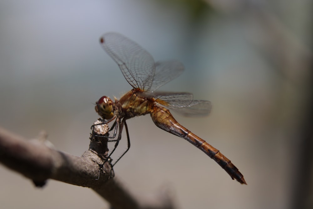 brown and black dragonfly on brown stem in close up photography during daytime