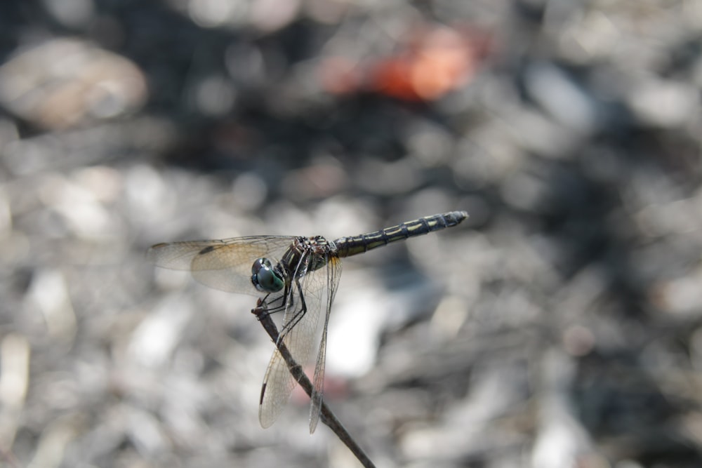 black and yellow dragonfly on brown stem in tilt shift lens