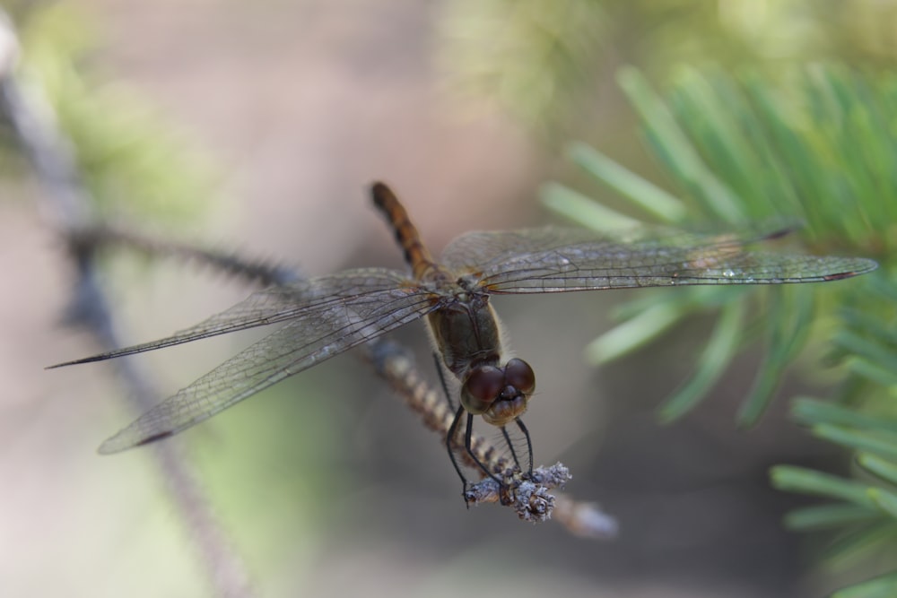 libellule brune et noire sur feuille verte en gros plan photographie pendant la journée