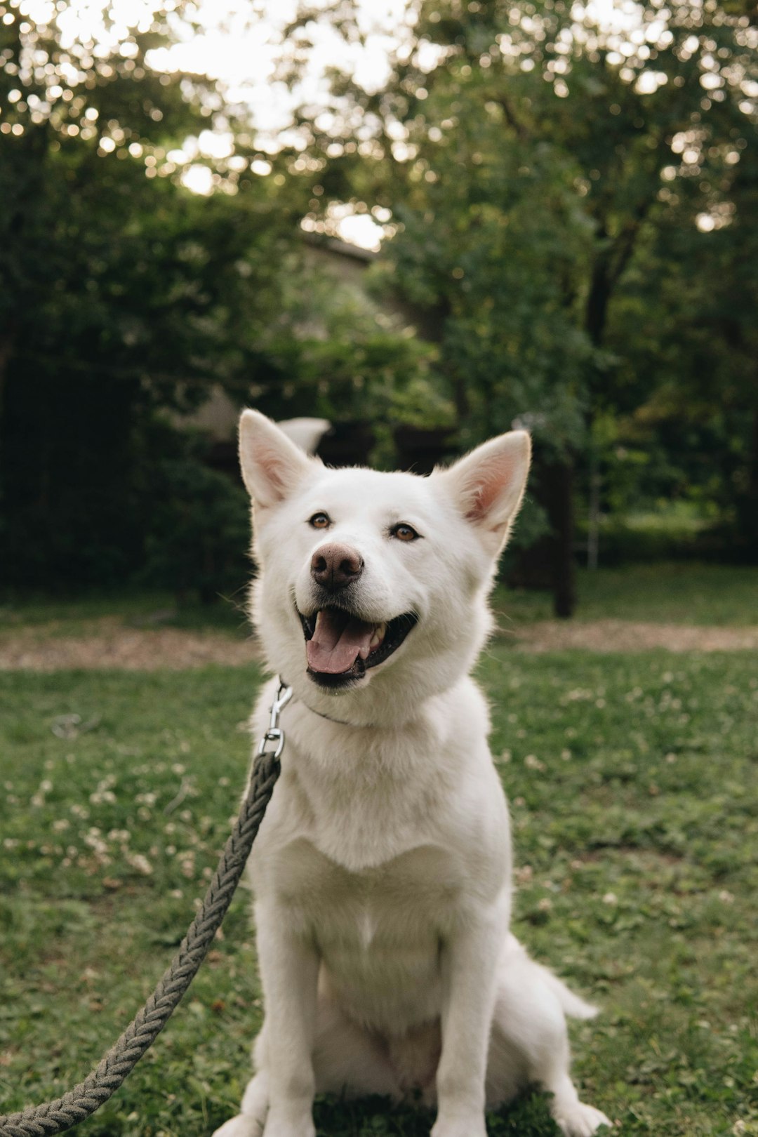 white short coated dog on green grass field during daytime