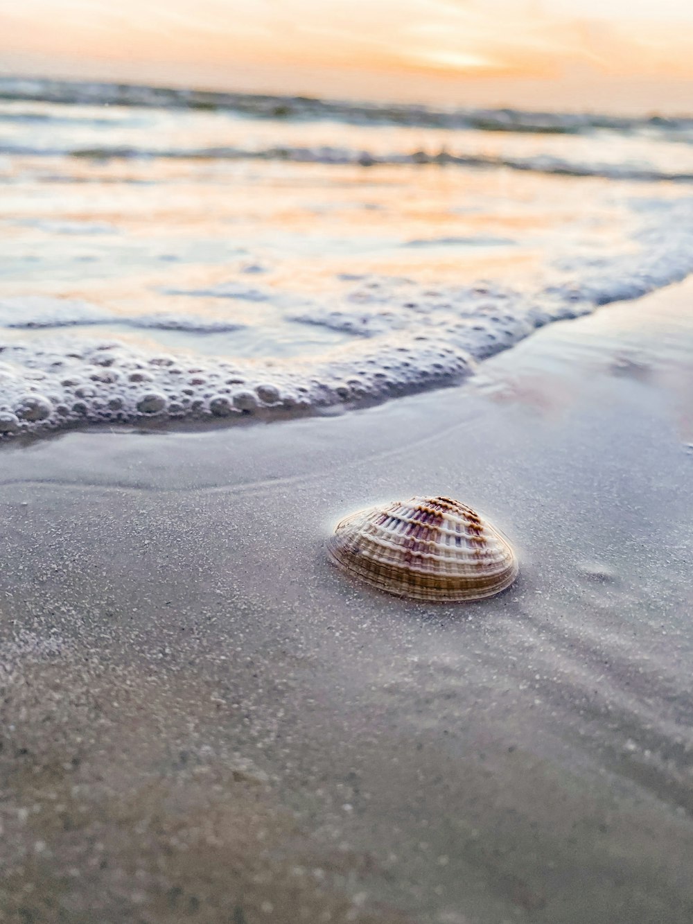 Conchas marrones y blancas en la playa durante el día