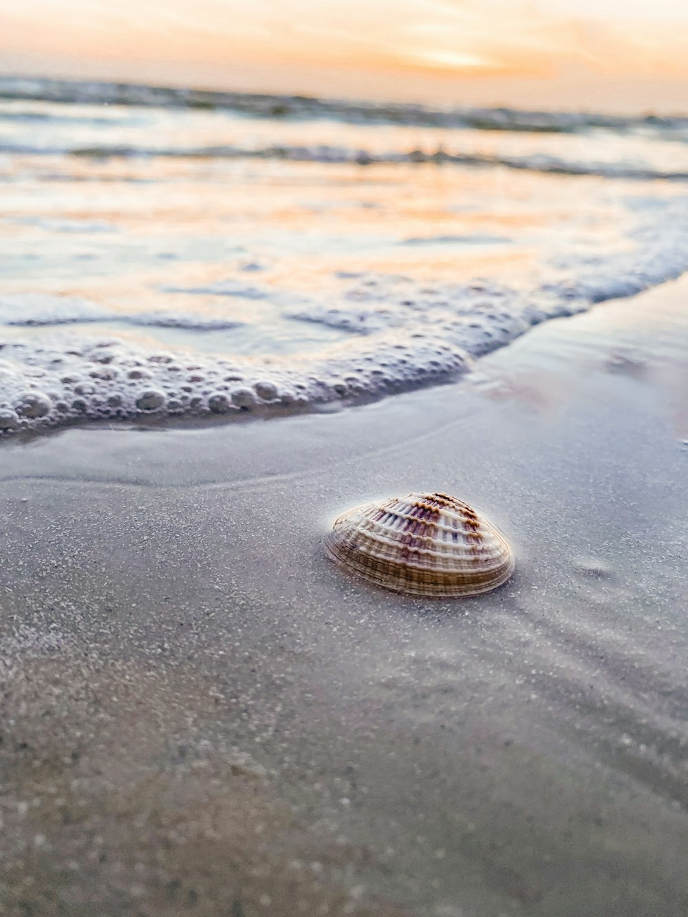 braune und weiße Muschel am Strand tagsüber