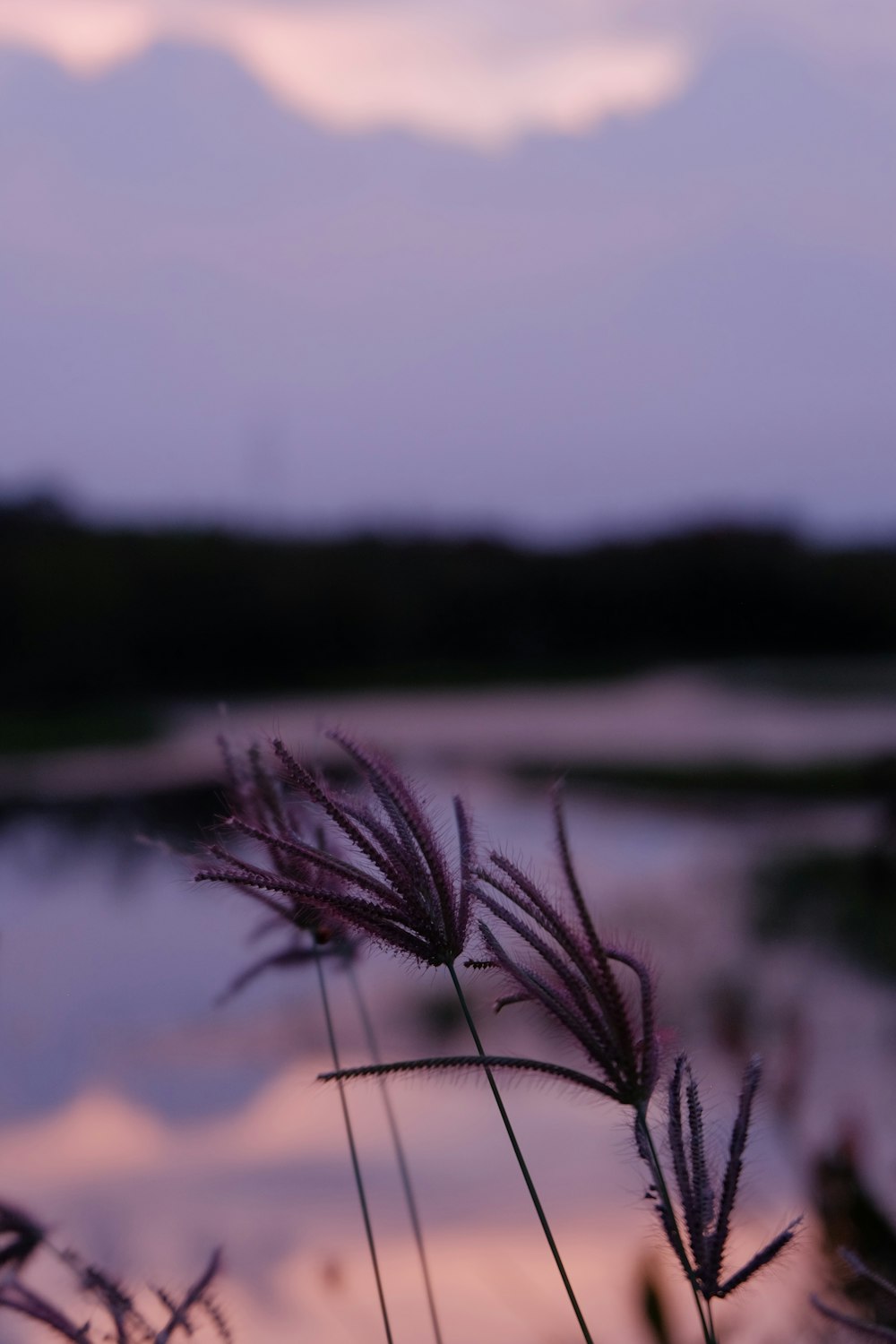 brown plant in shallow focus lens