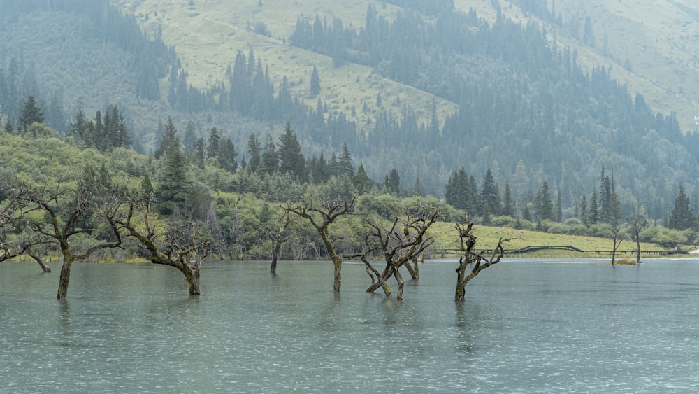 green trees on mountain near body of water during daytime