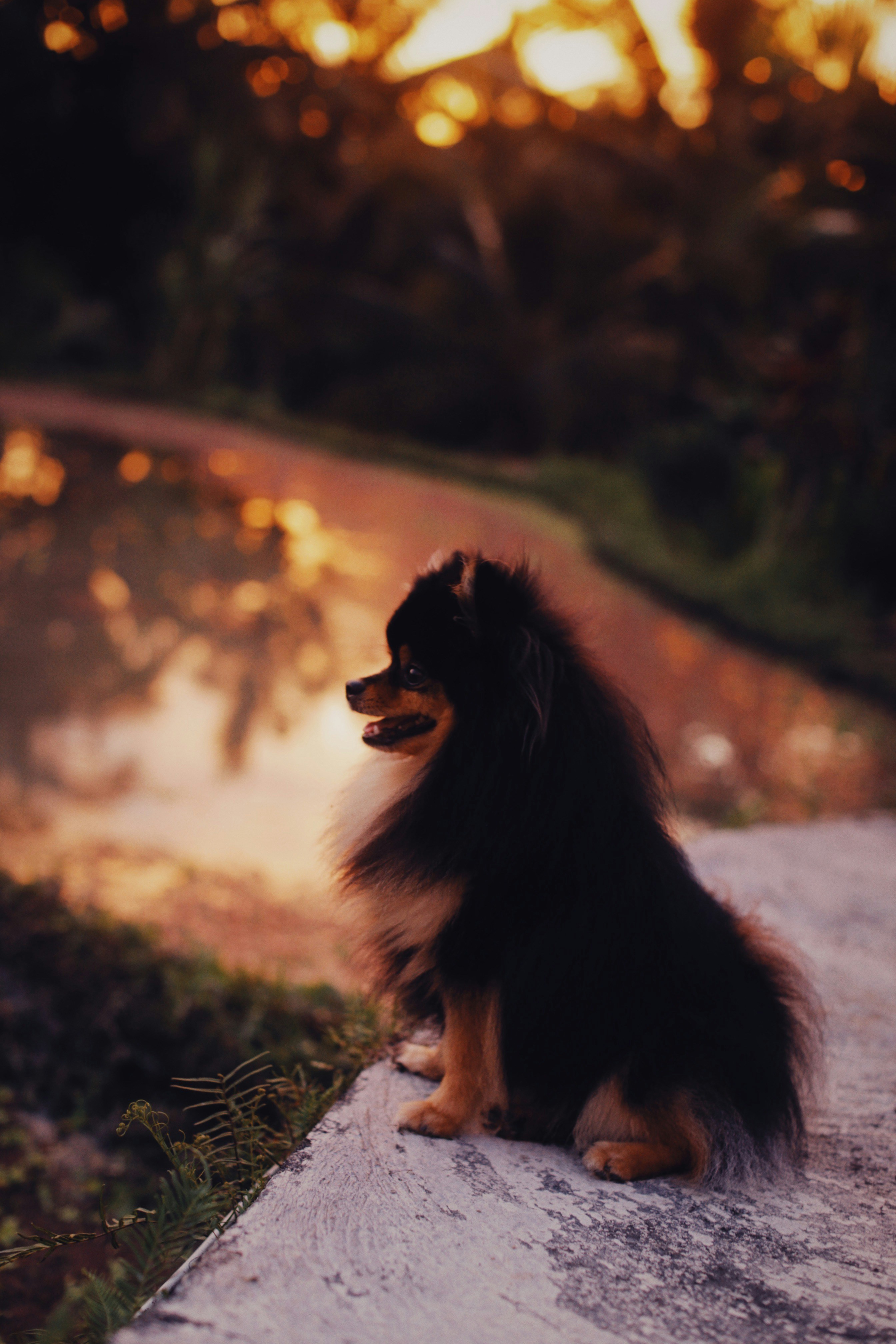 brown and black long coated dog on green grass during daytime