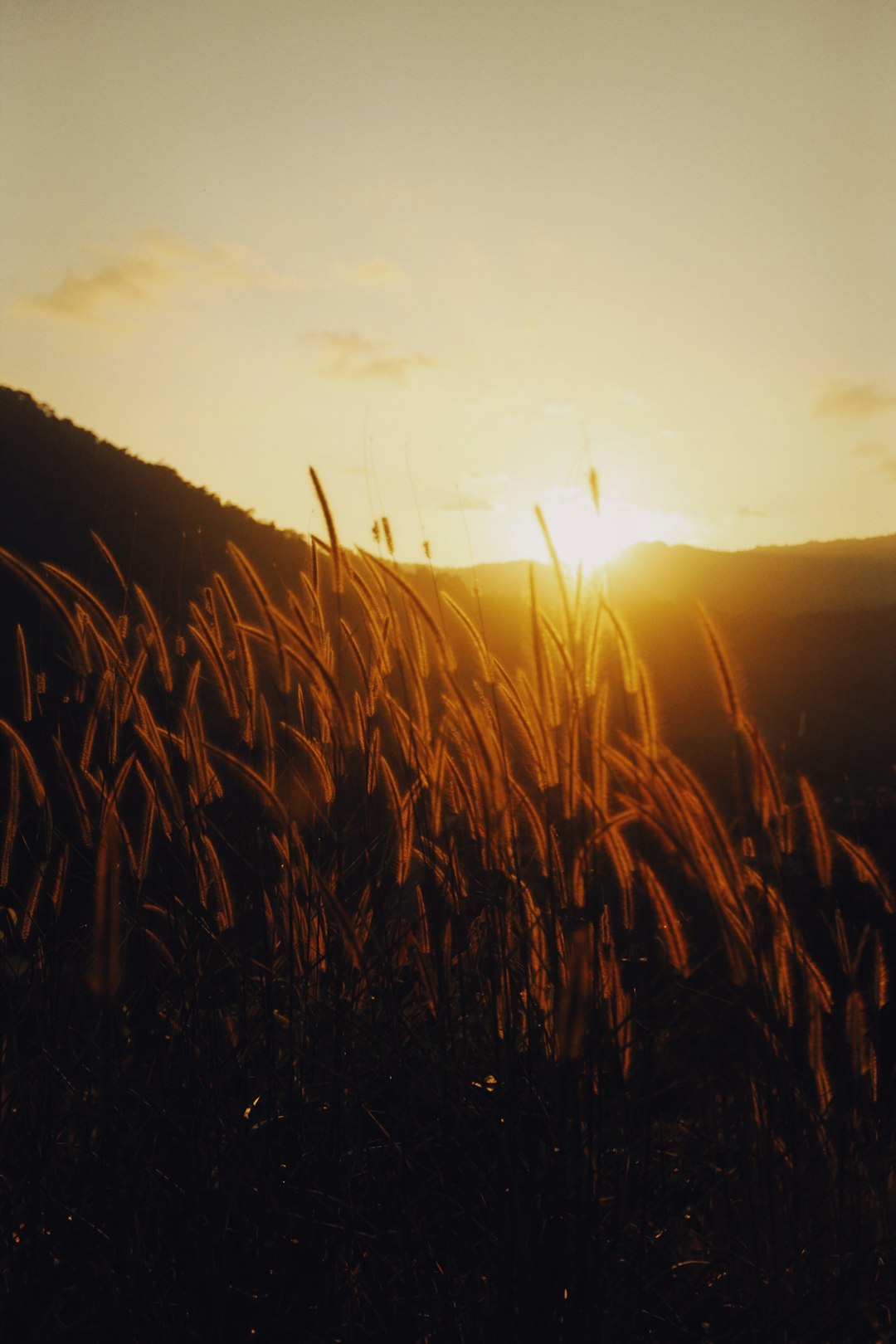 silhouette of grass during sunset