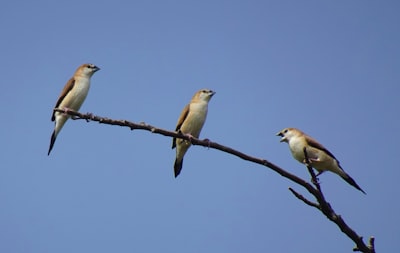 three white birds on brown tree branch during daytime